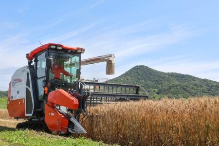 　香川県さぬき市で始まった県産小麦「はるみずき」の収穫作業＝１日