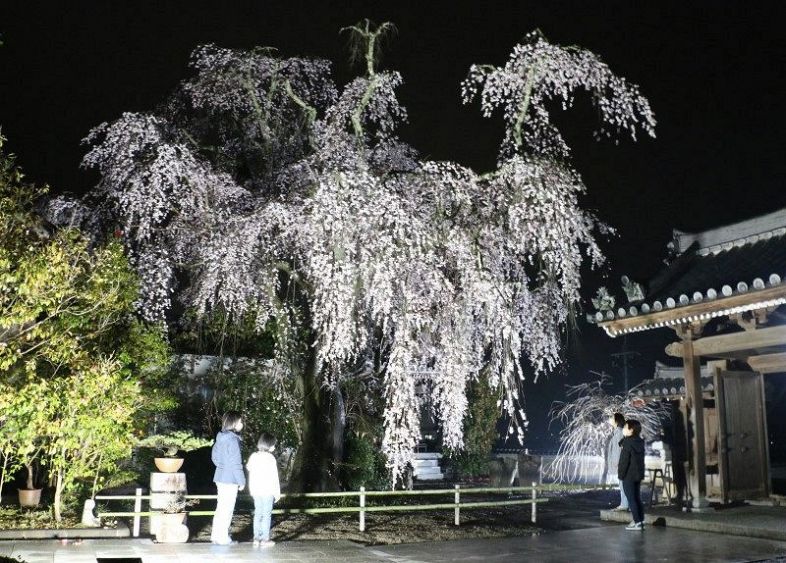 満開のしだれ桜 暗闇に光まとう　津山・千光寺でライトアップ