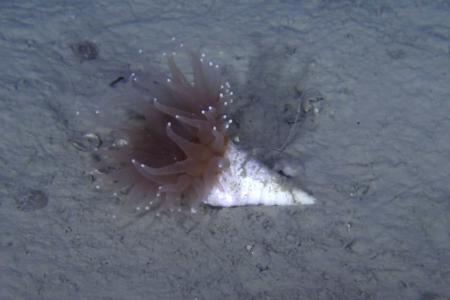 　リュツォ・ホルム湾の白瀬海底谷で発見されたイシサンゴ＝１月（第６５次南極観測隊提供）