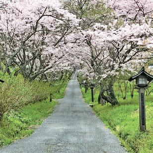 参道沿いに咲きほこる桜