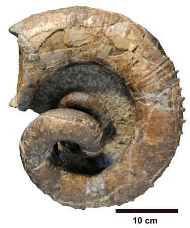 　新属新種と判明したアンモナイト「モシリテス・ミラビリス」の化石（むかわ町穂別博物館提供）