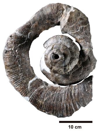　新属新種と判明したアンモナイト「モシリテス・サーペンティフォーミス」の化石（三笠市立博物館提供）