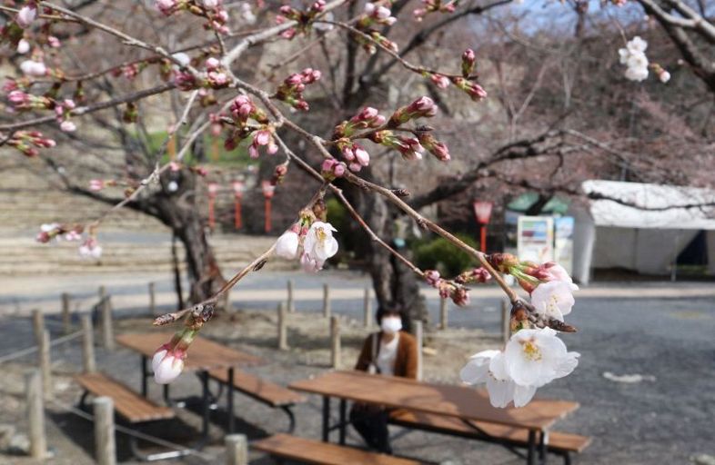 鶴山公園で開花を迎えたソメイヨシノ＝２２日