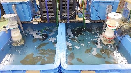 　トリチウムと化学的な性質が同じ「重水素」を多く含む海水で飼育実験中のヒラメ＝２０２１年１２月、青森県六ケ所村（環境科学技術研究所提供）