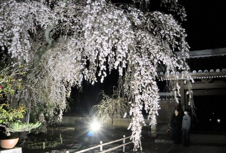 津山・千光寺 しだれ桜が満開　地元住民らライトアップ楽しむ