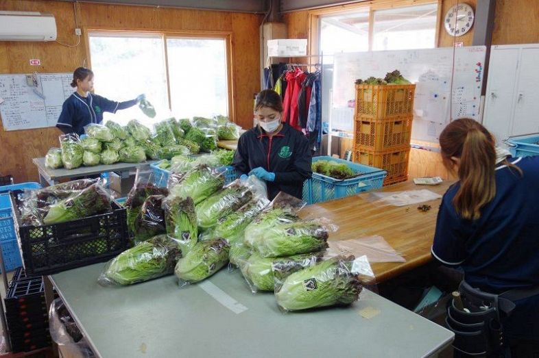 若い女性が野球のユニホーム姿で出荷する野菜の袋詰めをする「ＨＡＰＰＹ　ＦＡＲＭ＋Ｒ」の作業場＝真庭市内