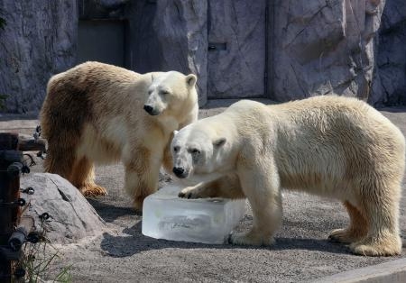 　北海道旭川市の旭山動物園でプレゼントされた氷で涼をとるホッキョクグマ＝２０日午前