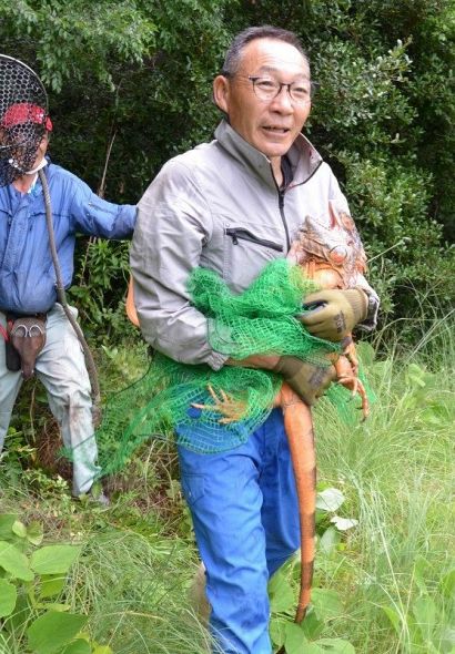 捕獲された鷲羽山ハイランドのグリーンイグアナ