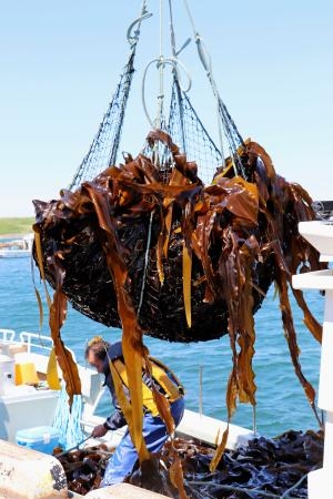 　北方領土・歯舞群島の貝殻島周辺でコンブ漁が解禁され、水揚げされたコンブ＝１日午前、北海道根室市