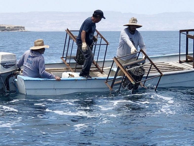 貝殻を詰めた人工魚礁を海に沈める漁業者ら。岡山発の技術で漁獲量の回復を目指す＝１１日、ラパス市近海