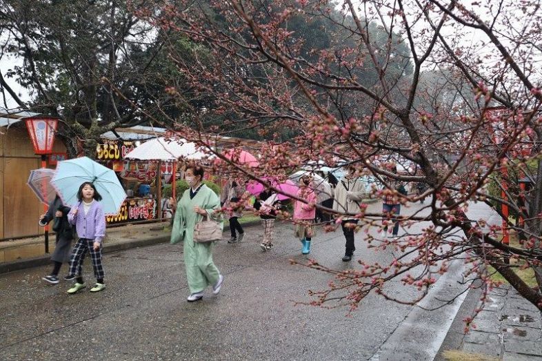 津山さくらまつりが開幕　花火など多彩な催し ４月７日まで