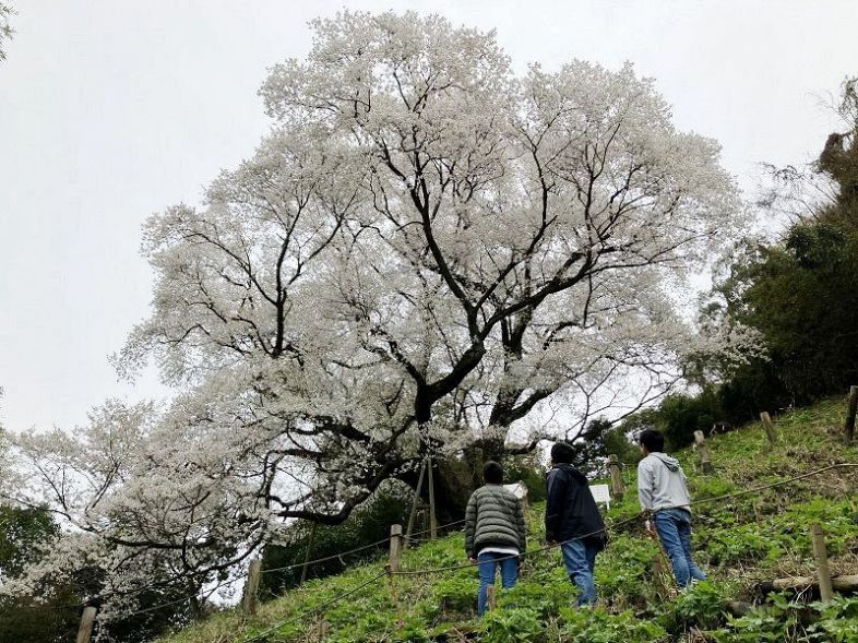 満開を迎えた「奥迫川の桜」