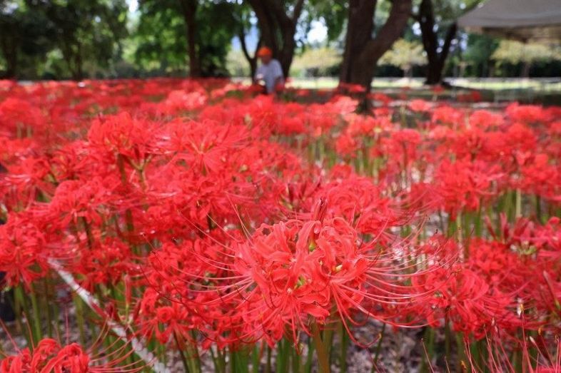 緑地で赤い花を咲かせるヒガンバナ