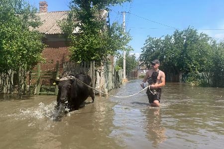 　水浸しになったウクライナ南部ヘルソン市内で牛を避難させる男性＝６日（共同）