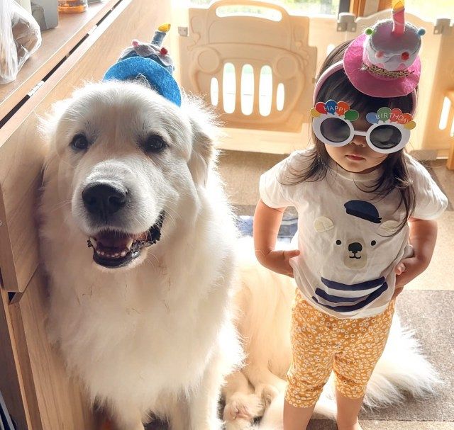 そこを3回ピッピッと」2歳児と超大型犬が結託してイタズラする姿に