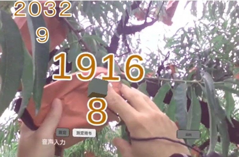 めがね　岡山の白桃　収穫発送 桃 岡山白桃 キング Lサイズ 200g×3玉 岡山県産 JAおかやま も