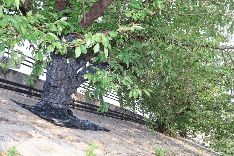 外来カミキリ被害の岡山 国、県、市が初動会議へ　行政の枠超え防除策検討