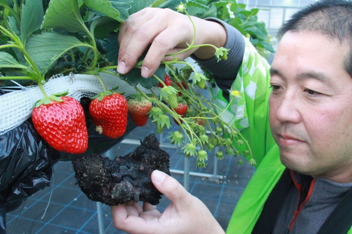 「山鳥毛いちご」いかが？ 玉鋼くず使い栽培　瀬戸内・道の駅