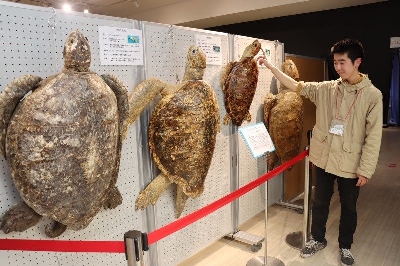 ウミガメ 剥製 亀 カメ 海亀 標本 置物 オブジェ インテリア