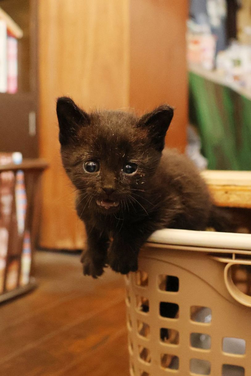 津山で子猫救出劇 喫茶店外壁の隙間に閉じ込められる　店主が引き取り手探す