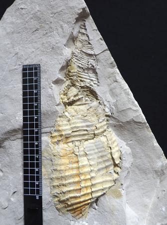 巻き貝の新種化石、愛知で発見 1740万年前、知多半島の地層：山陽