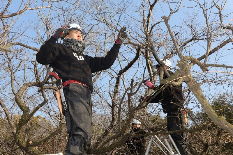 後楽園 梅の剪定始まる　枝にピンクや白のつぼみ