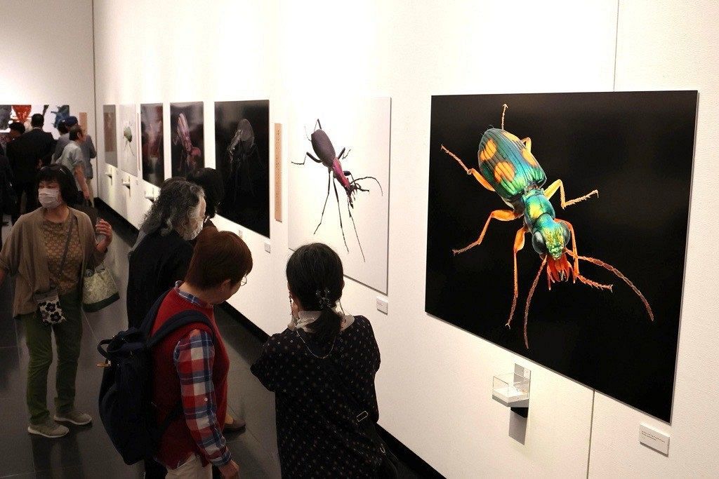 岡山県立美術館で「養老孟司と小檜山賢二の虫展」開幕　写真と言葉で神秘の世界に迫る