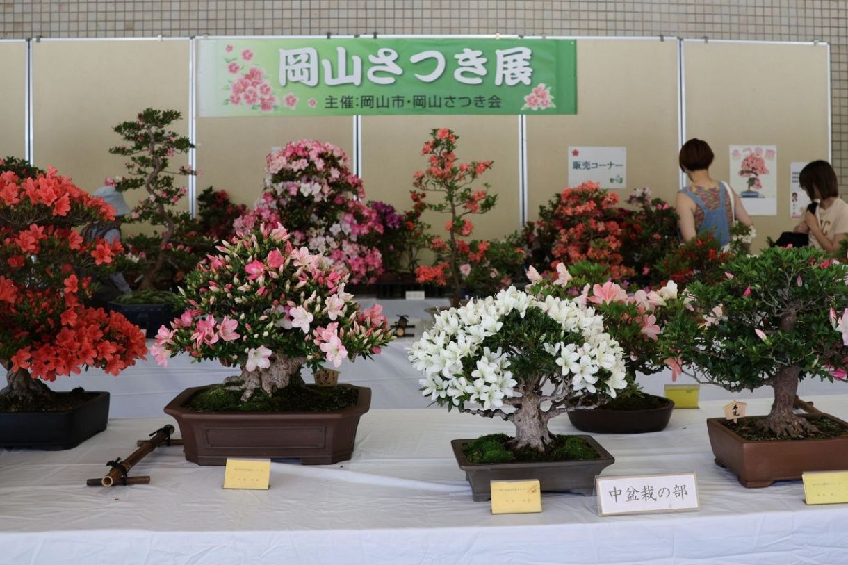 サツキ盆栽 色鮮やか 岡山市役所で28品種37点：山陽新聞デジタル 
