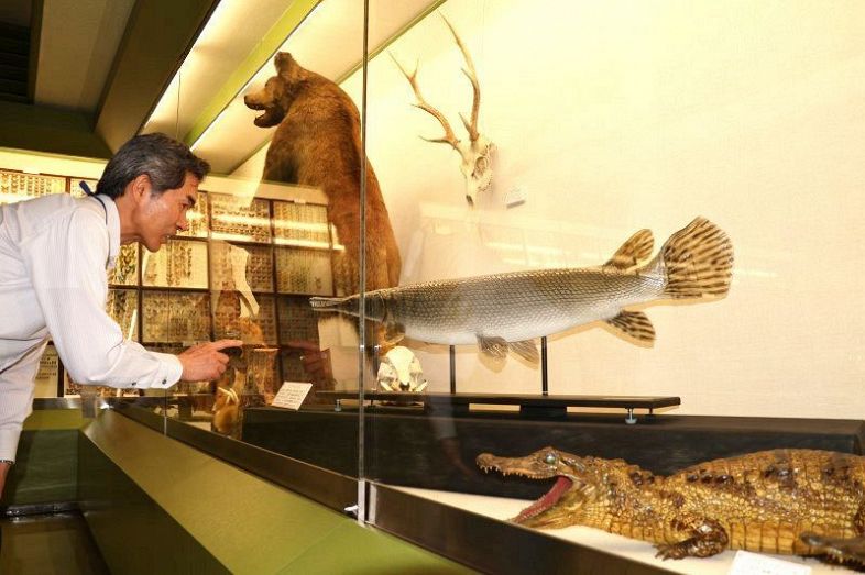 市民ら寄贈 希少な剝製、化石見て 倉敷市立自然史博物館でお宝展