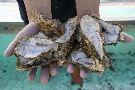 来年の分も死んでいる」カキの大量死で悲鳴、救うカギは「海底」にあっ