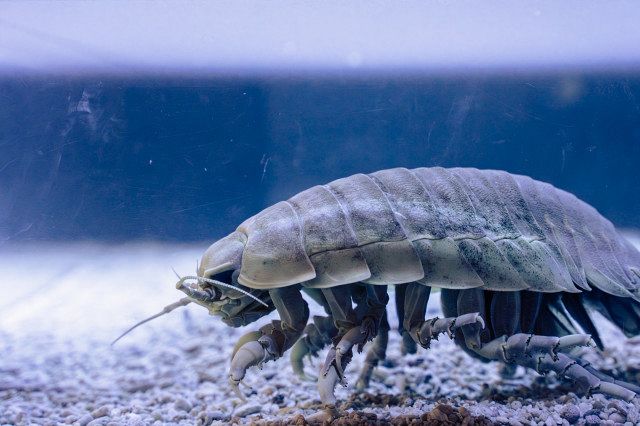 ダイオウグソクムシ、脱皮 鳥羽水族館が様子を公開 祝福寄せられる「32