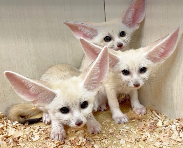 世界最小のキツネ「フェネック」の3つ子が誕生 静岡の屋内動物園で