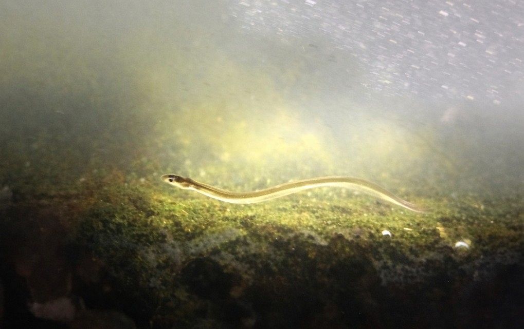 シラスウナギ 岡山に次々　数千キロの旅経て河川遡上