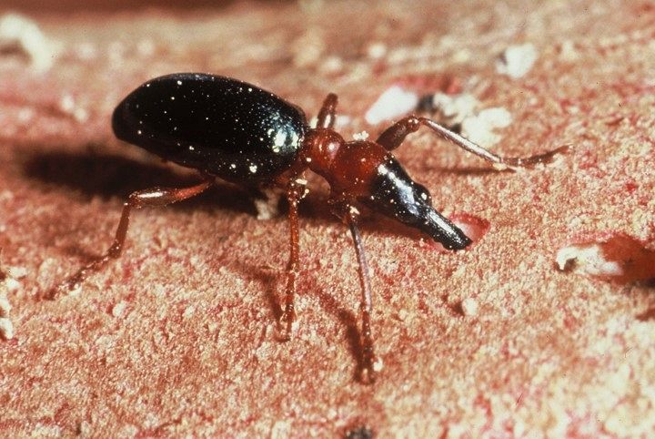 鍬と聴診器　竹熊よしたか著　希少 死んだふり 性フェロモンで覚醒 サツマイモ害虫 岡山大チーム確認