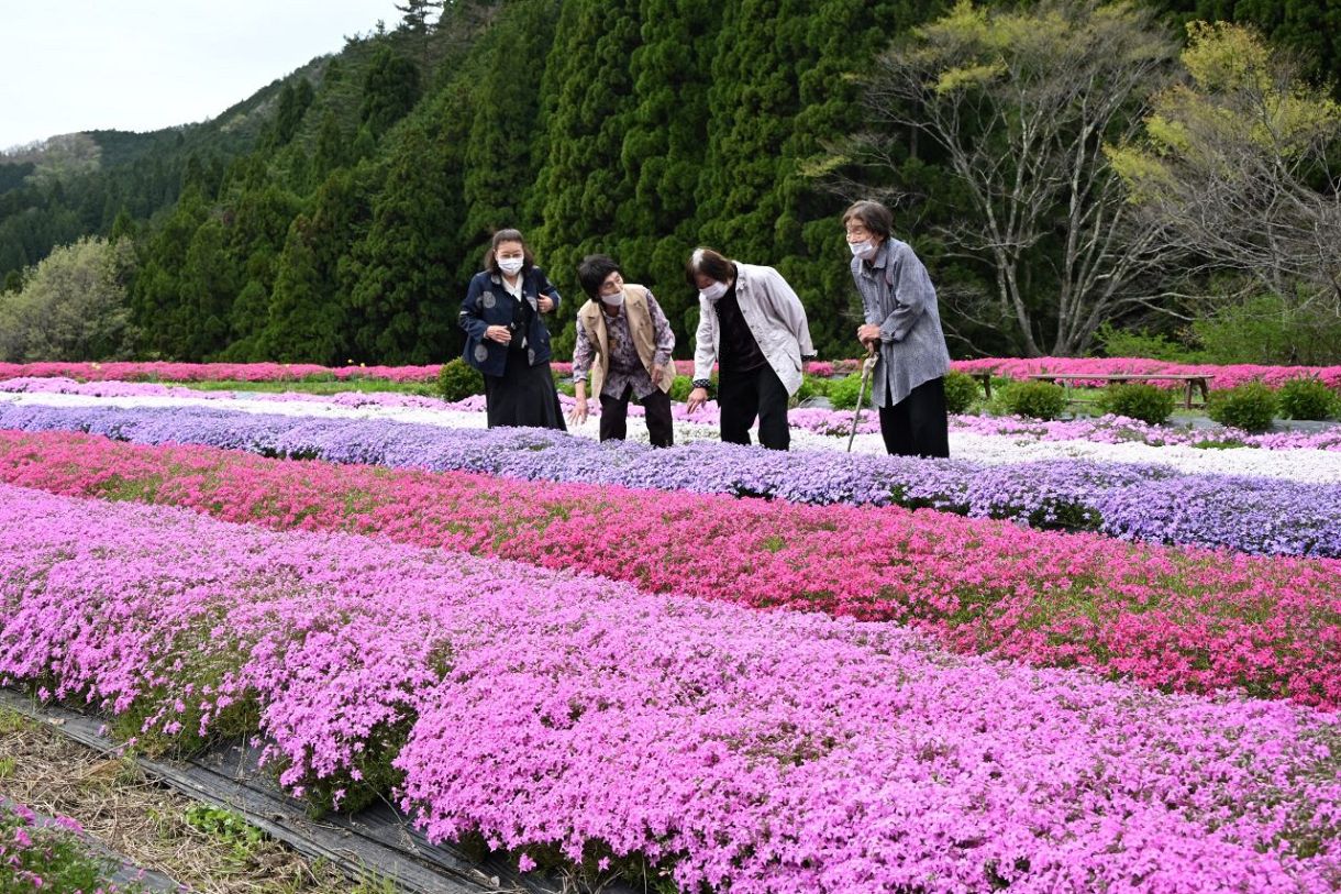 山里彩るシバザクラ　西粟倉。間もなく最盛期