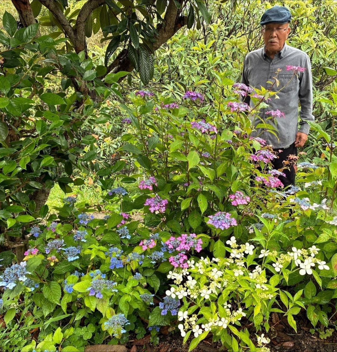 清楚なヤマアジサイ80株 玉野・福瀧さん宅裏山で見頃：山陽新聞