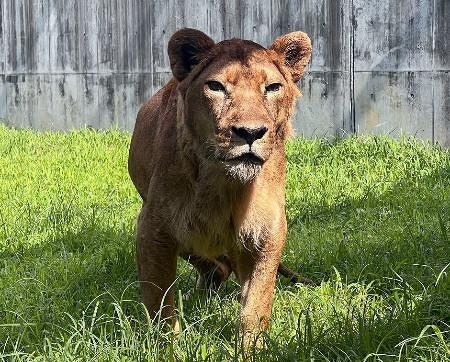 国内最高齢ライオン、老衰で死ぬ 雌の25歳6カ月、愛知・豊橋：山陽