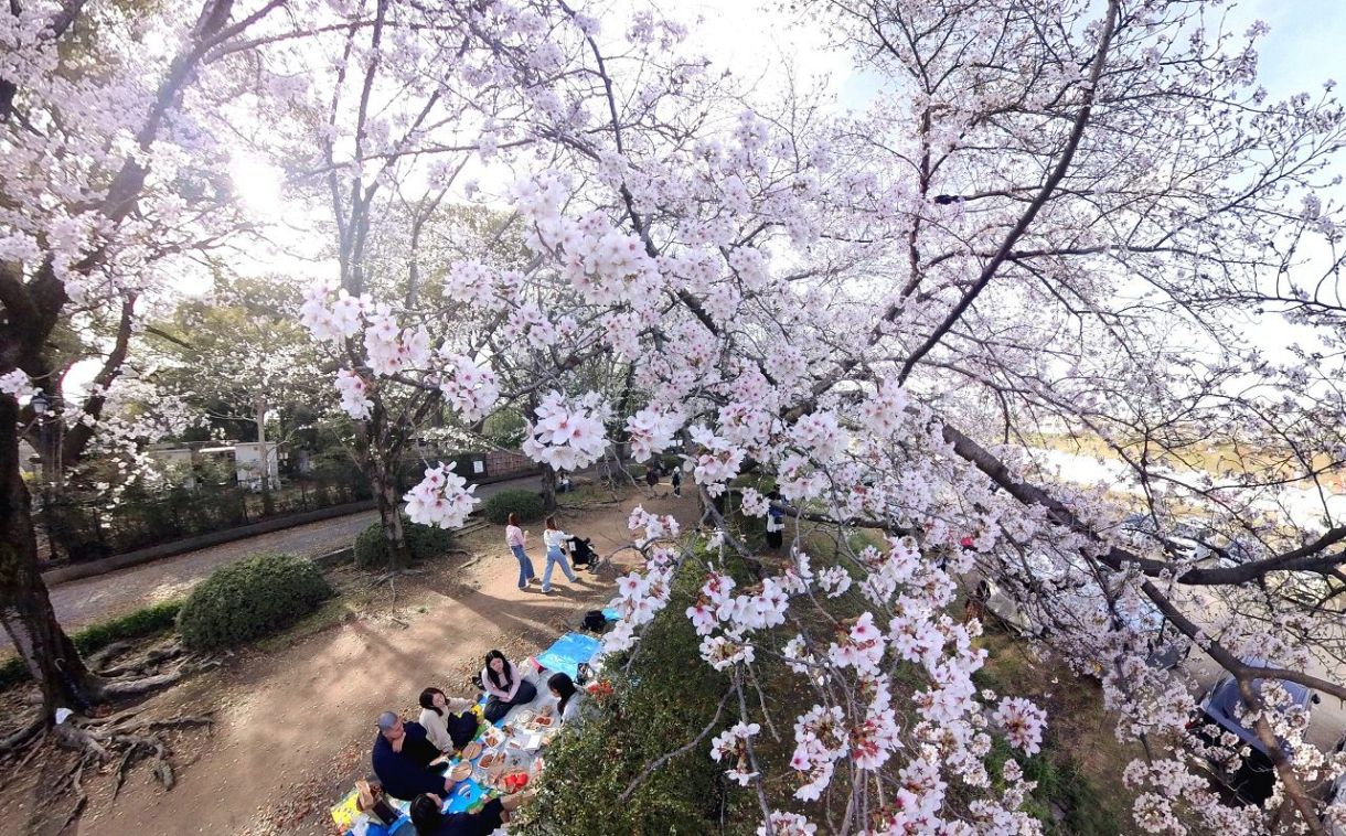 岡山、倉敷などで今年初の夏日　桜は満開