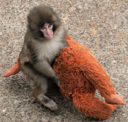 ぬいぐるみ母に子ザル成長、千葉 SNS上、広がる「がんばれ」：山陽