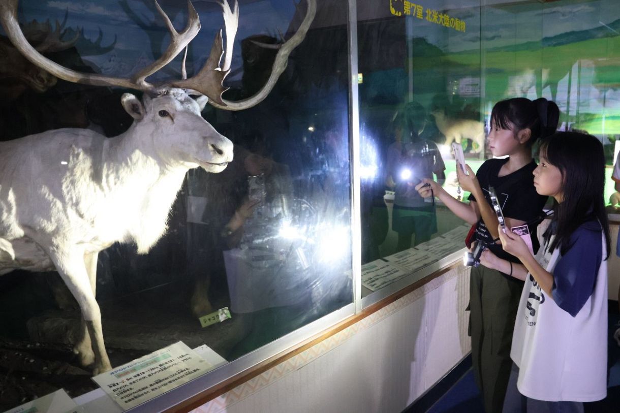【中古】 月影町ふしぎ博物館（謎のマジカルキャンプ） 夜の館内で探検気分 津山 自然のふしぎ館：山陽新聞デジタル｜さんデジ