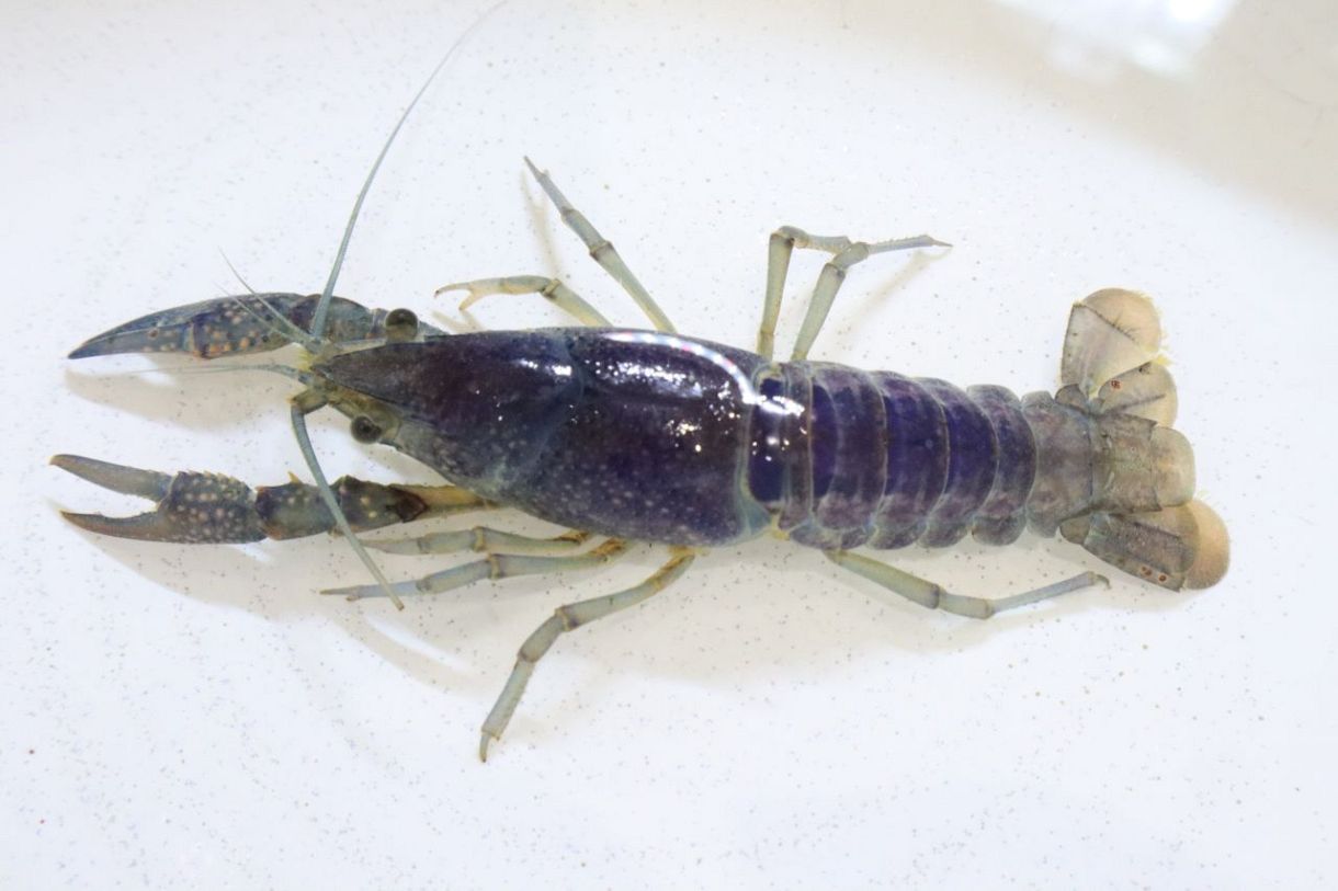 青いザリガニ 3年前発見の用水で発見 岡山、サイピアで展示：山陽新聞