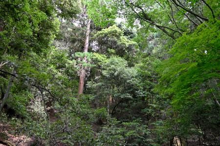 歴史ある「春日山原始林」、アート通じ保全 奈良、倒木など利用