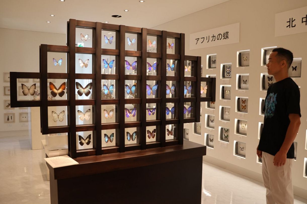 昆虫標本や立体作品展示 津山の小枝さん 4日に私設美術館オープン