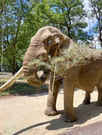 国内最高齢雄のアフリカゾウ死ぬ 推定36歳、仙台の動物園：山陽新聞
