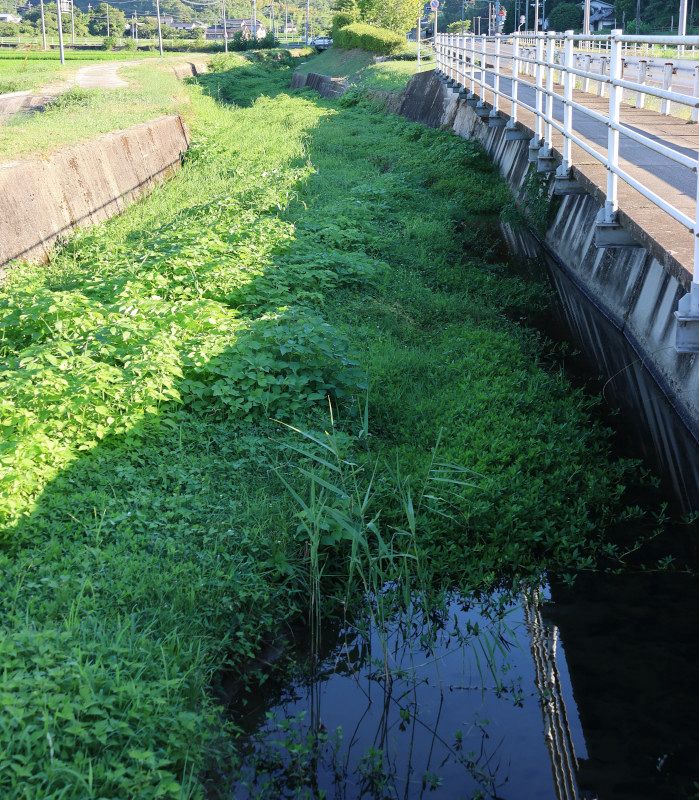岡山県「ナガエツルノゲイトウ」防除本格化　２６年度、矢掛・大渡川の〝侵略的植物〟