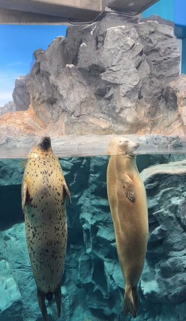 水中で”直立不動”プカプカ…アザラシの異様なリラックス姿に「中にヒト