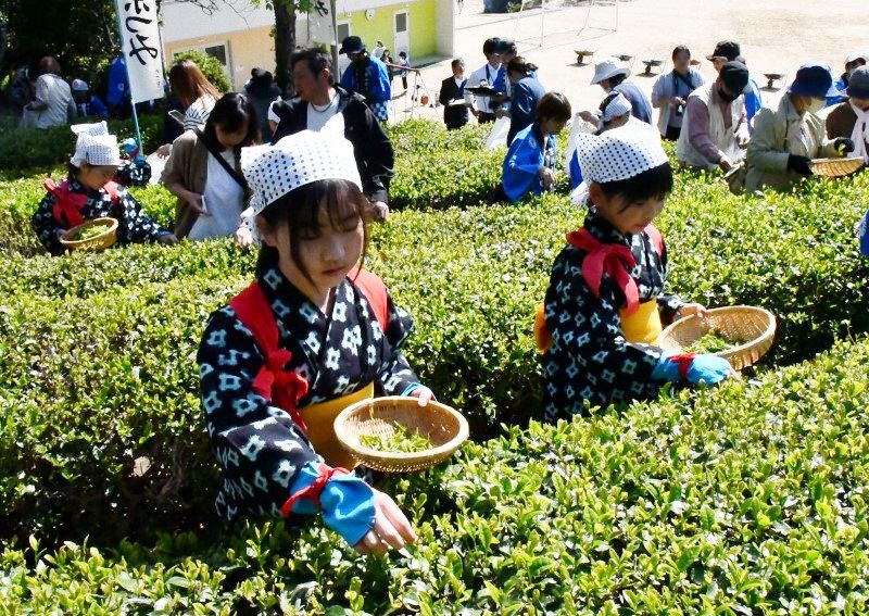 みずみずしい新芽 丁寧に収穫　矢掛・山田小で「茶摘み祭り」