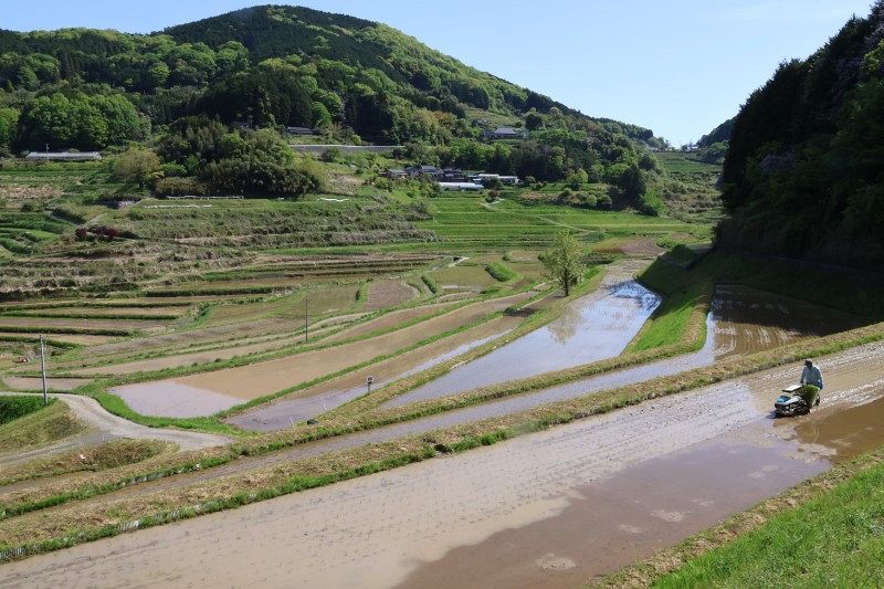 田植え期 棚田にそよぐ早苗　美咲・大垪和西地区