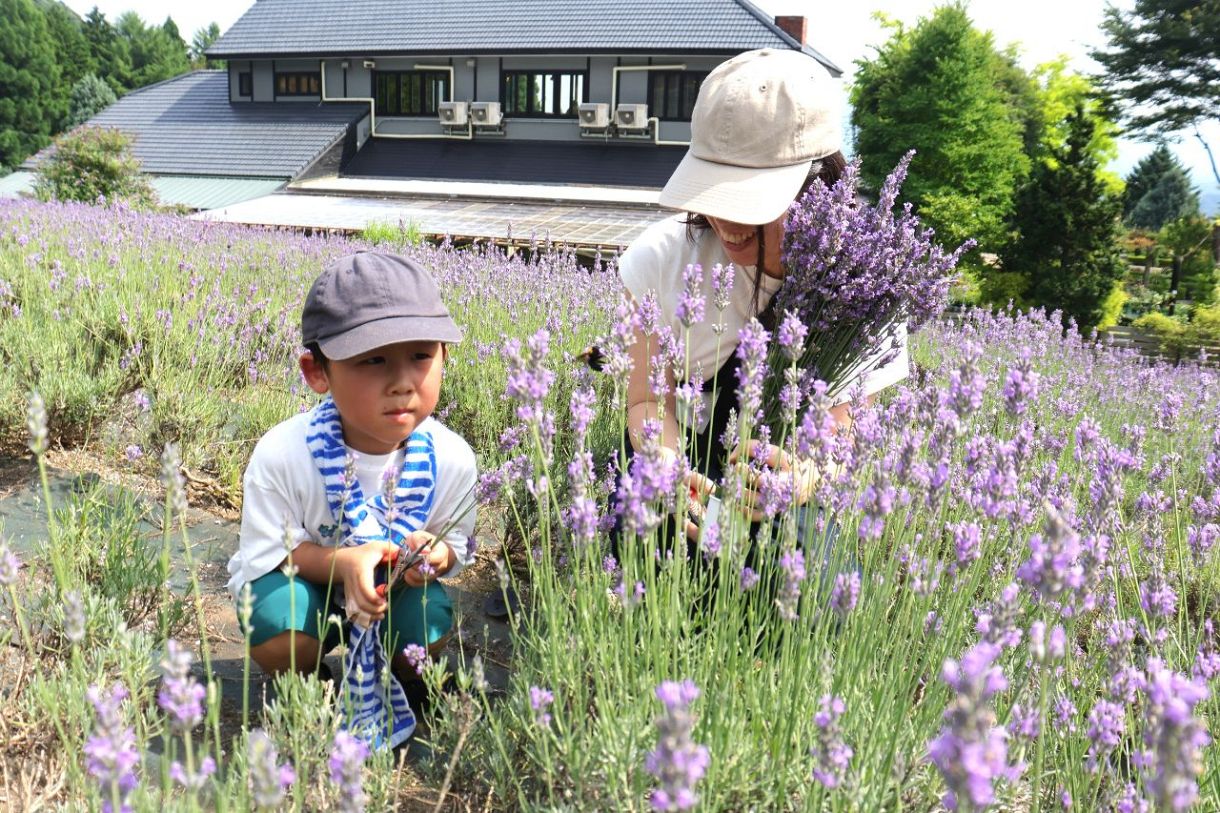 蒜山の観光施設でラベンダー見頃 摘み取り体験も 家族連れら涼しげな花