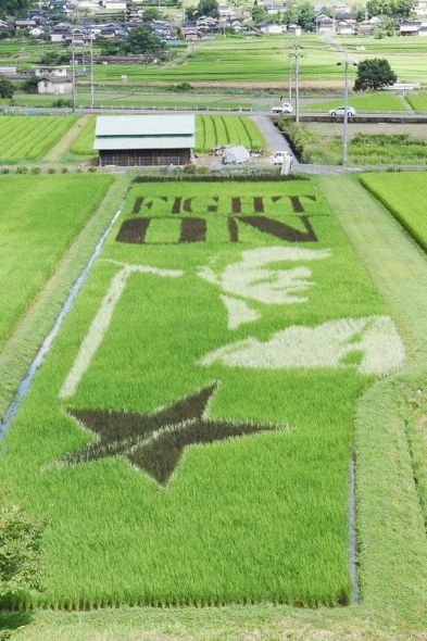 永ちゃん田んぼ」 姿くっきり 美作・大原で見頃、稲4色で表現：山陽